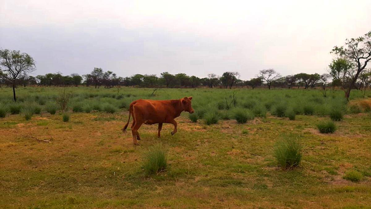 Dueño Vende Campo Gato Colorado Agricola Ganadero