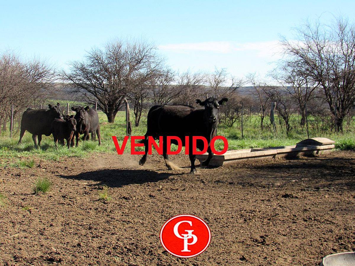 En Venta, 2.500 Has, General Acha, la Pampa.-