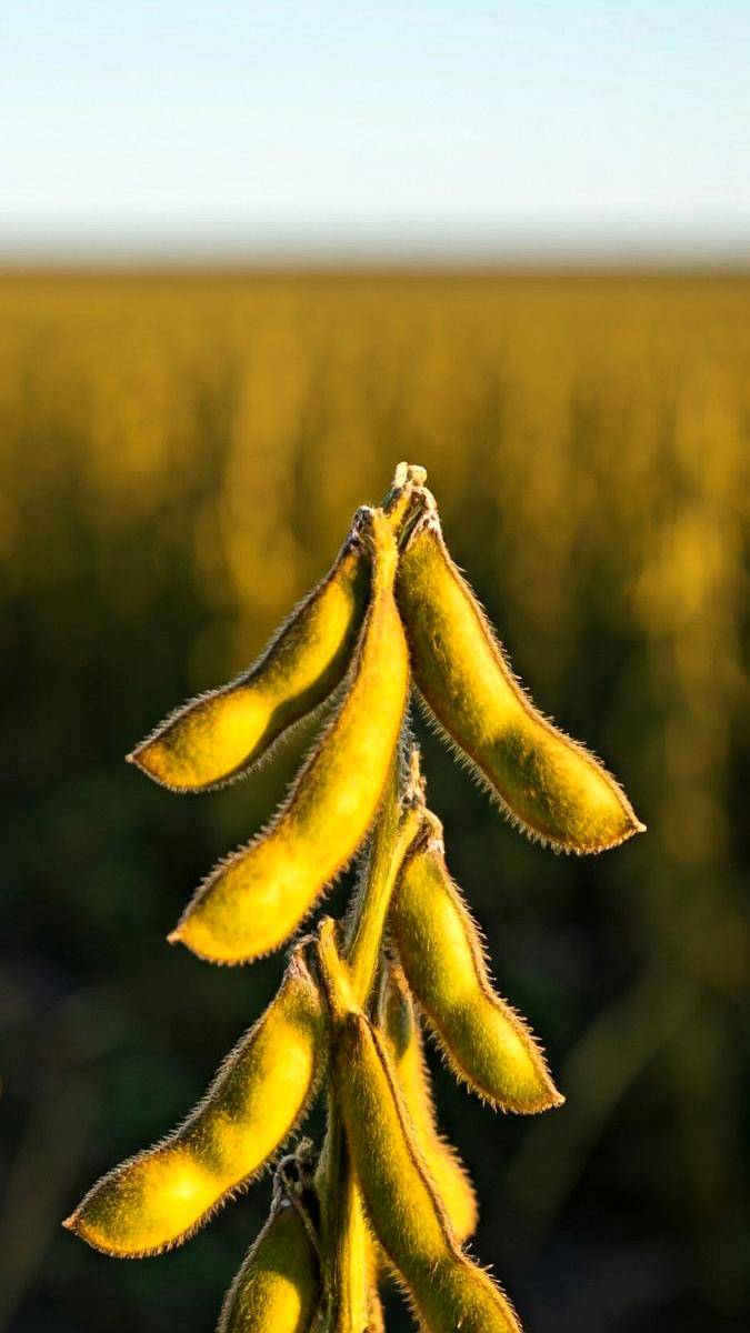 Chacra en Venta Suelo 1 Chacabuco