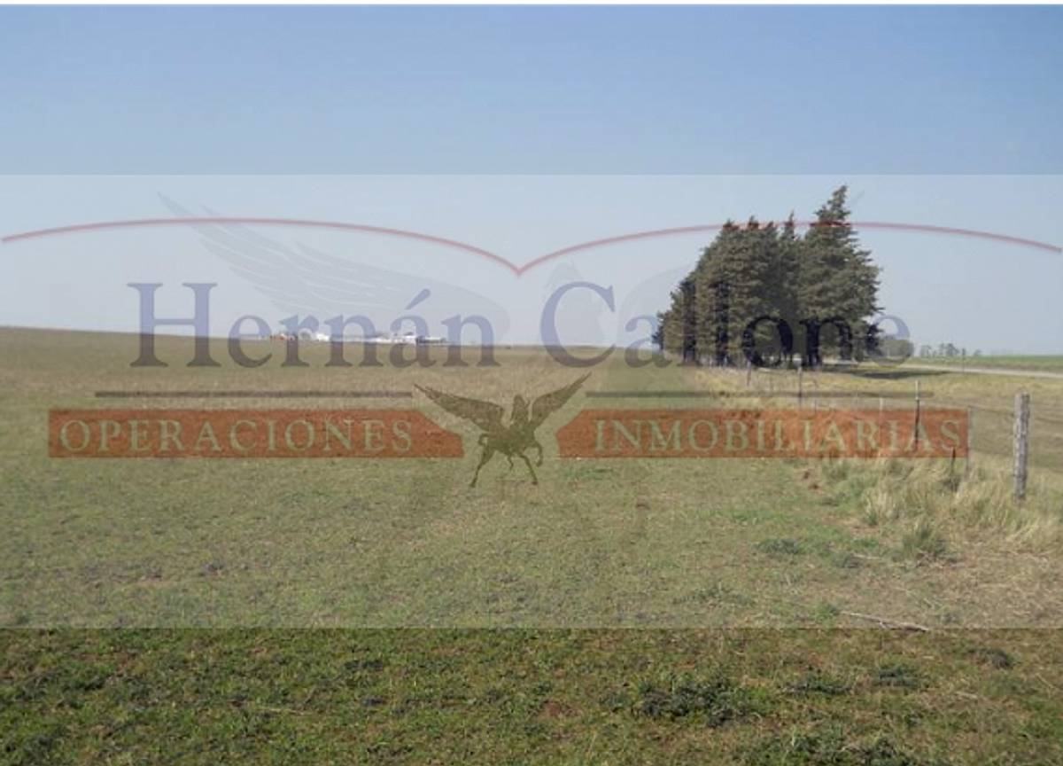 Campo de 300 Has. en Venta en Carlos Tejedor