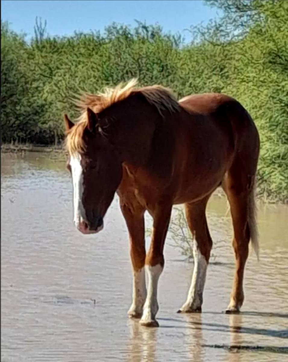 1110 Has en las Catitas, Mendoza