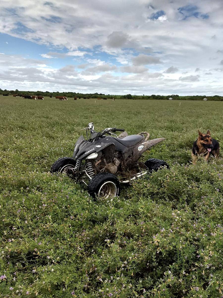 Vendo Semilla Alfalfa Monarca G6