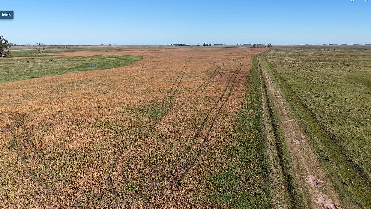 Ibañez, Gral Belgrano (BS As)- 70 Ha Agrícolas para Alquilar