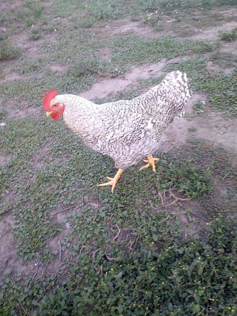 Gallos Bataras Puros Nuevos