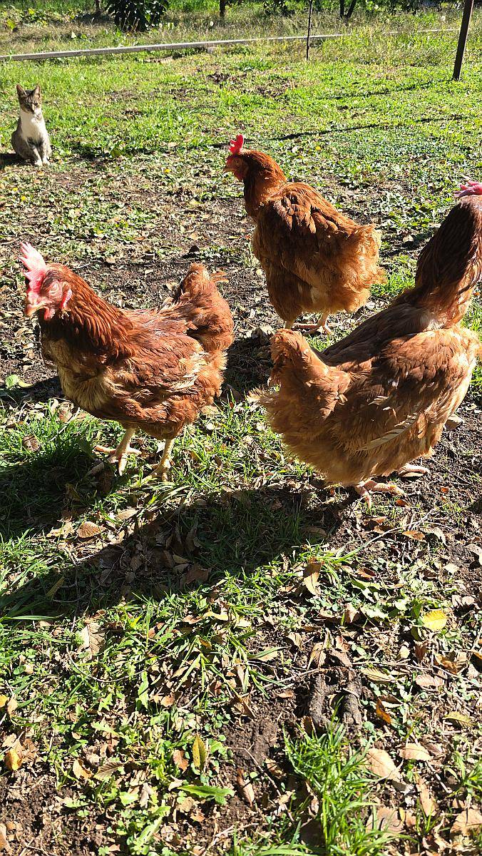 Gallinas Ponedoras en muy Buen Estado