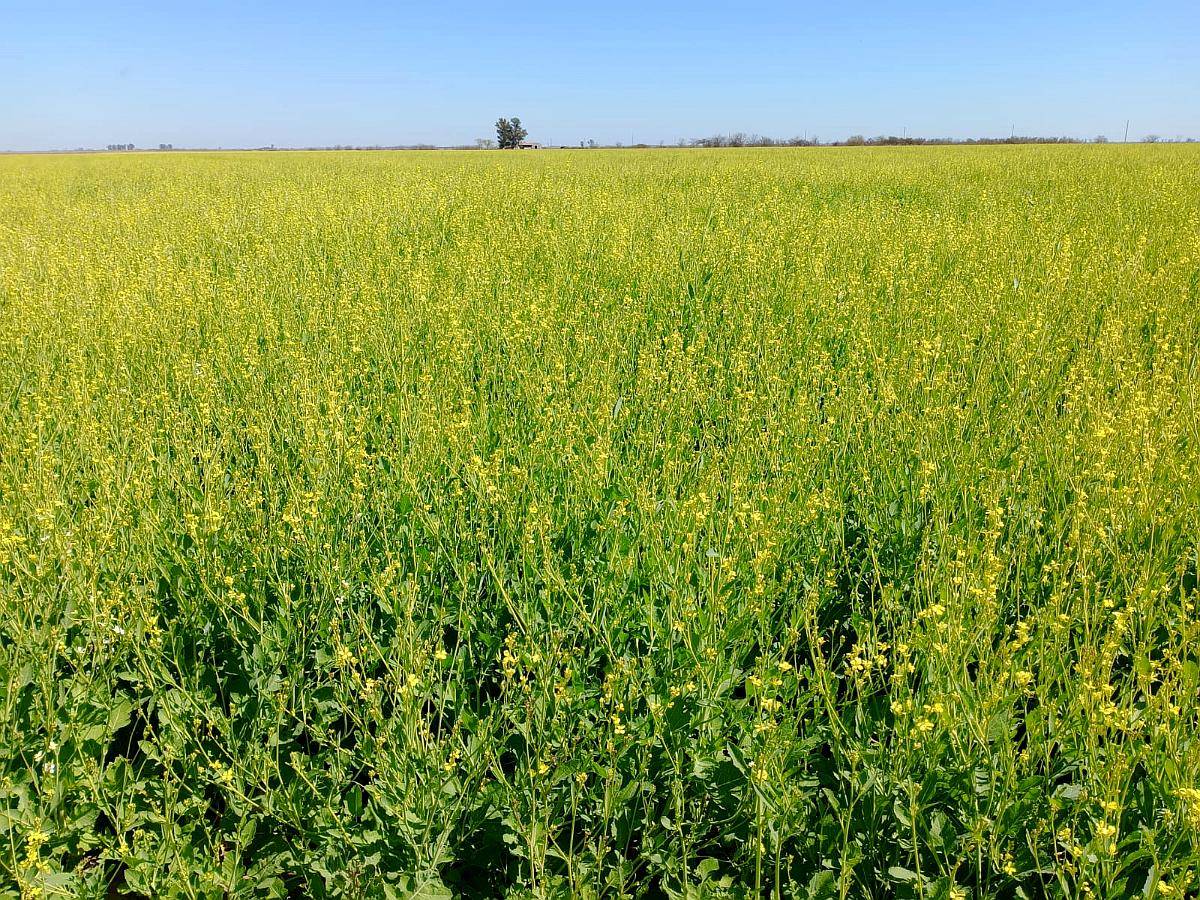 Vendo 92 Hs en Piamonte Precio 6500 la Hs