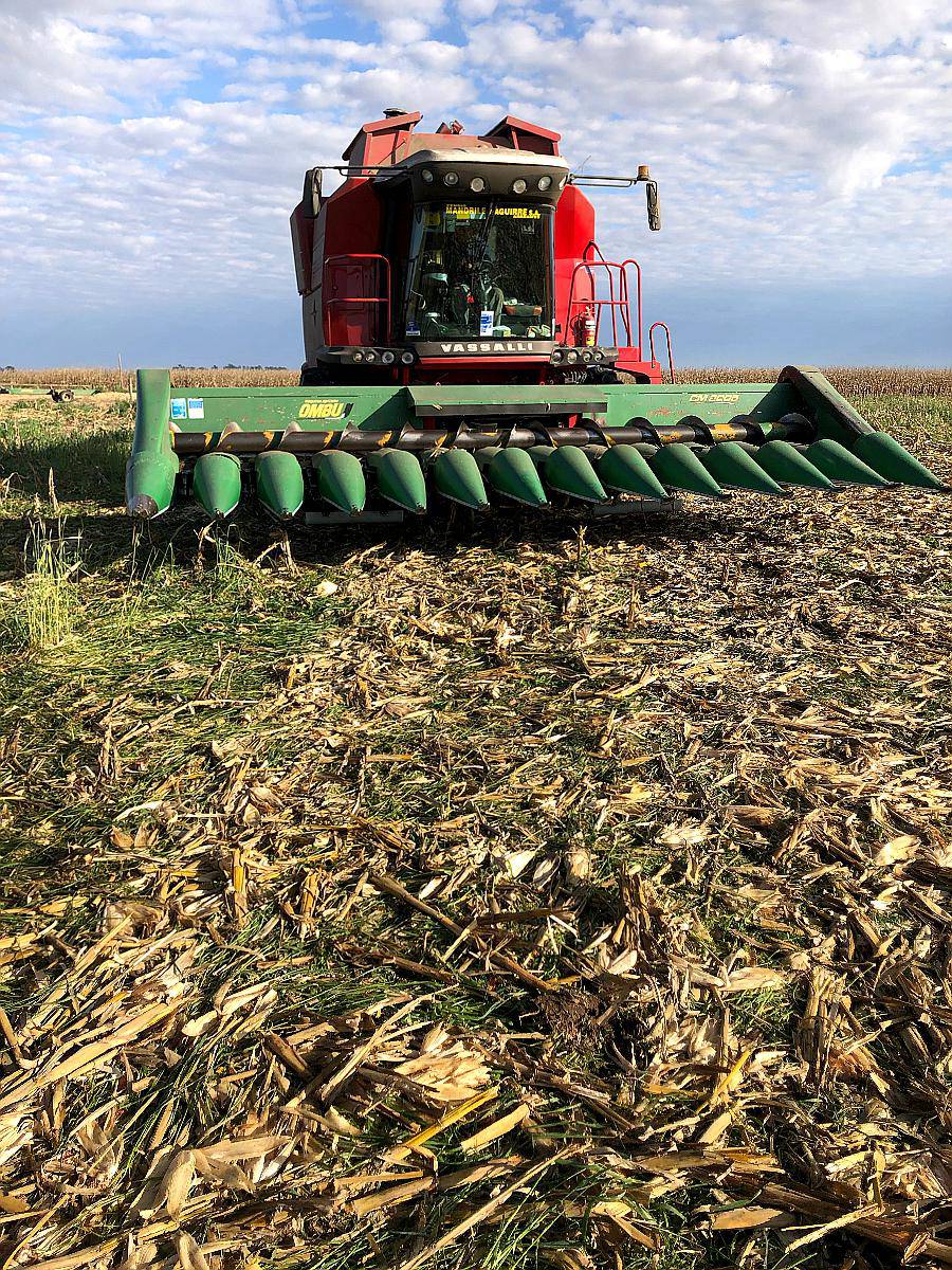 Maicero Ombu de 13/52