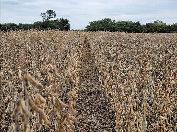 2000 Has. Agrícolas en Pozo Hondo.