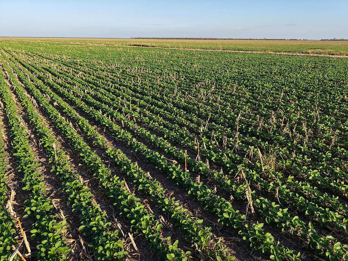 Tobas, Juan Felipe Ibarra, Santiago del Estero - 3.580 Ha