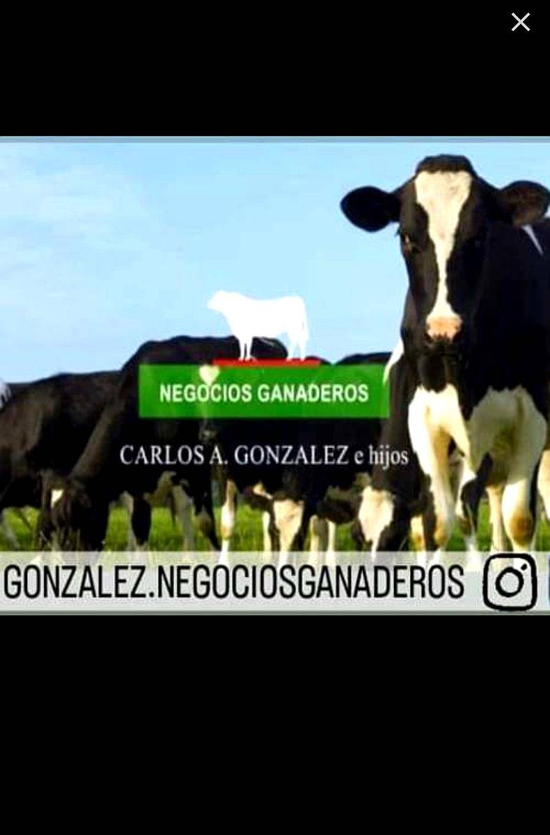 Tambo:comercializamos Rodeos Lecheros Holando y SUS Cruzas
