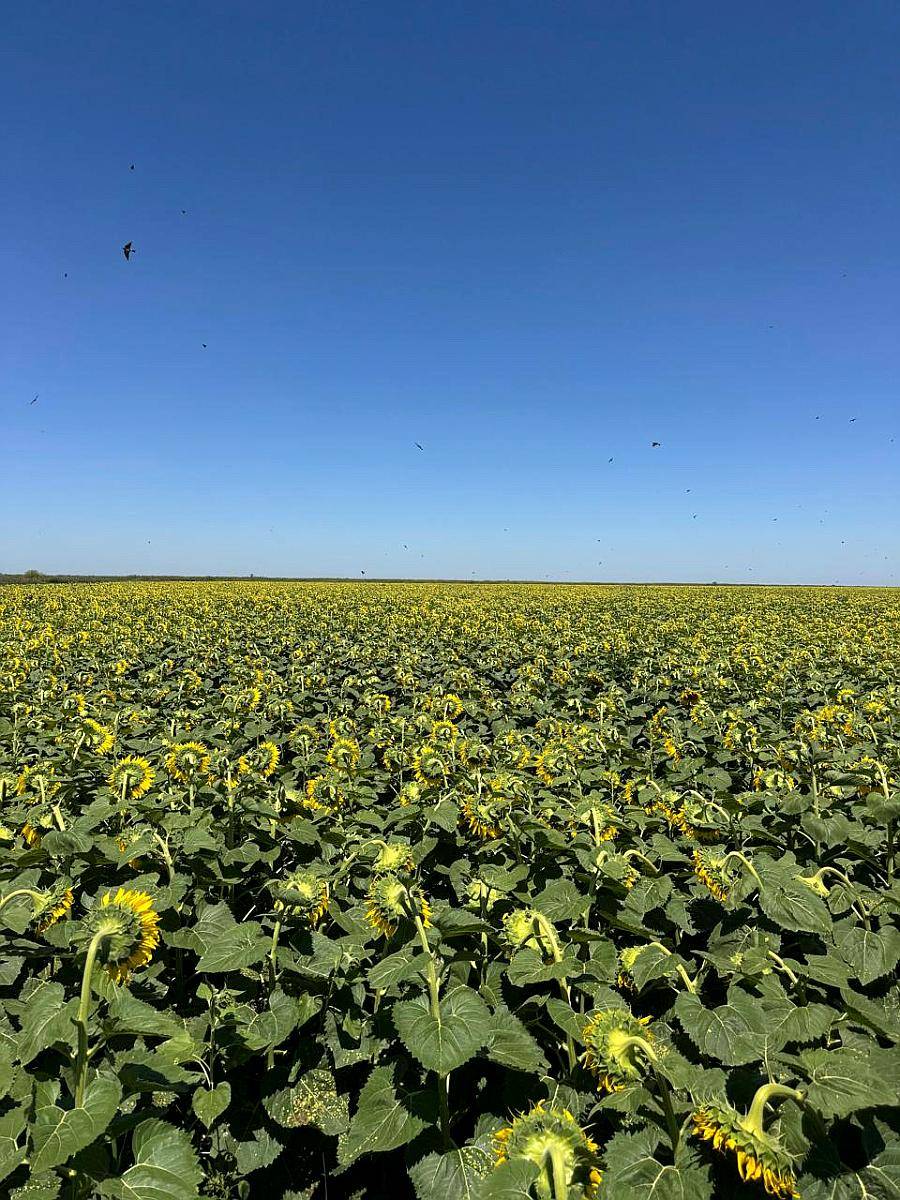 Alquilo 310 Has Agrícolas el Fortin Cordoba