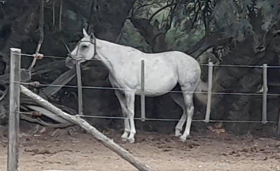 Caballo a la Venta