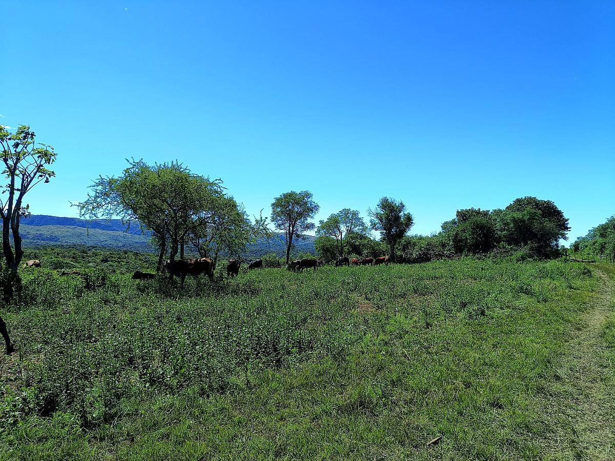 Campo 200 HA. con Rios, Casa e Internet
