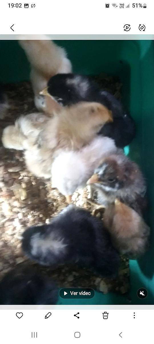 Pollitos BB Razas Mixta de Campo - Agroads