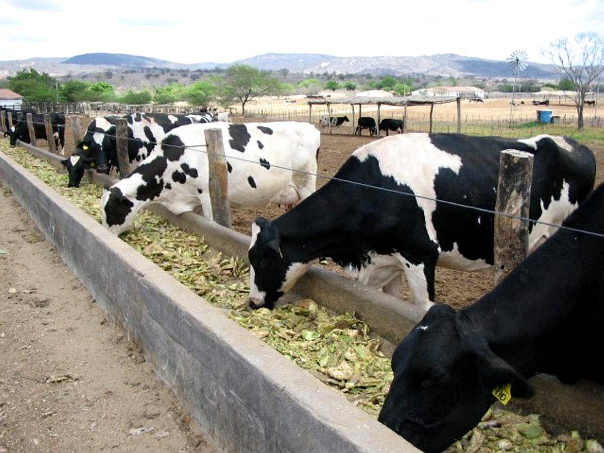 Nopal Forrajero — Instalación Llave en Mano y Asesoramiento
