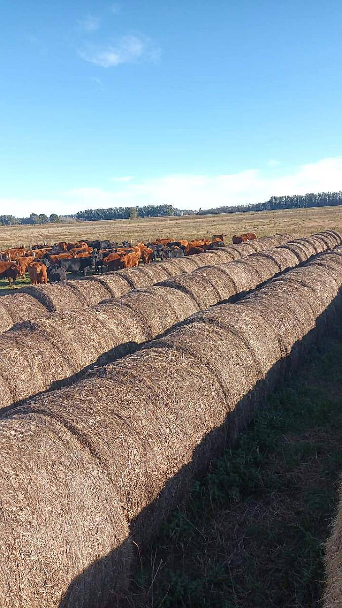 Rollos de Alfalfa 1,70 1,40