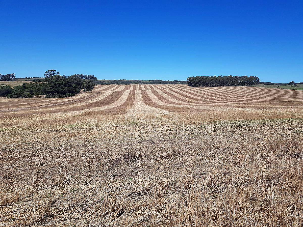 Vendo 400 Ha Agrícolas Loberia
