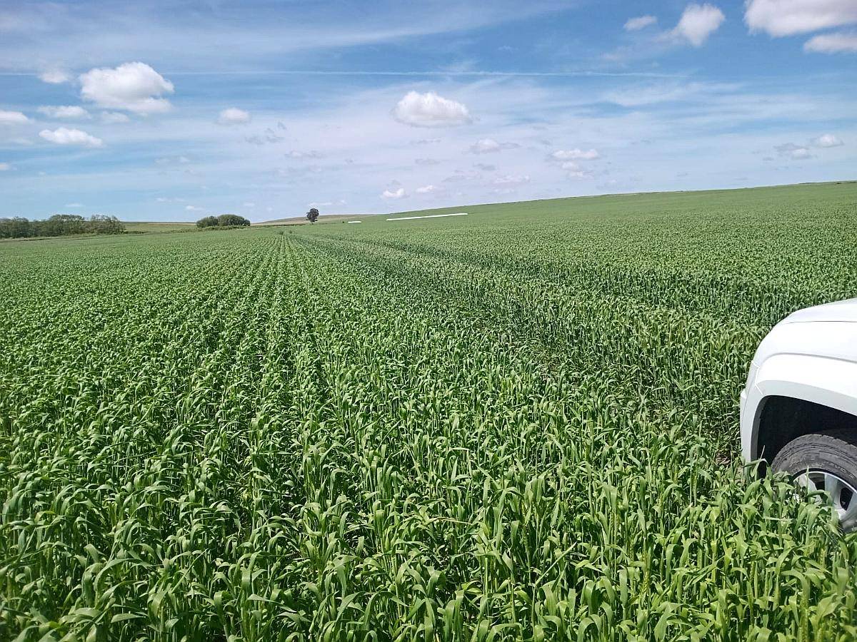 Azul Campo Agricola en Venta