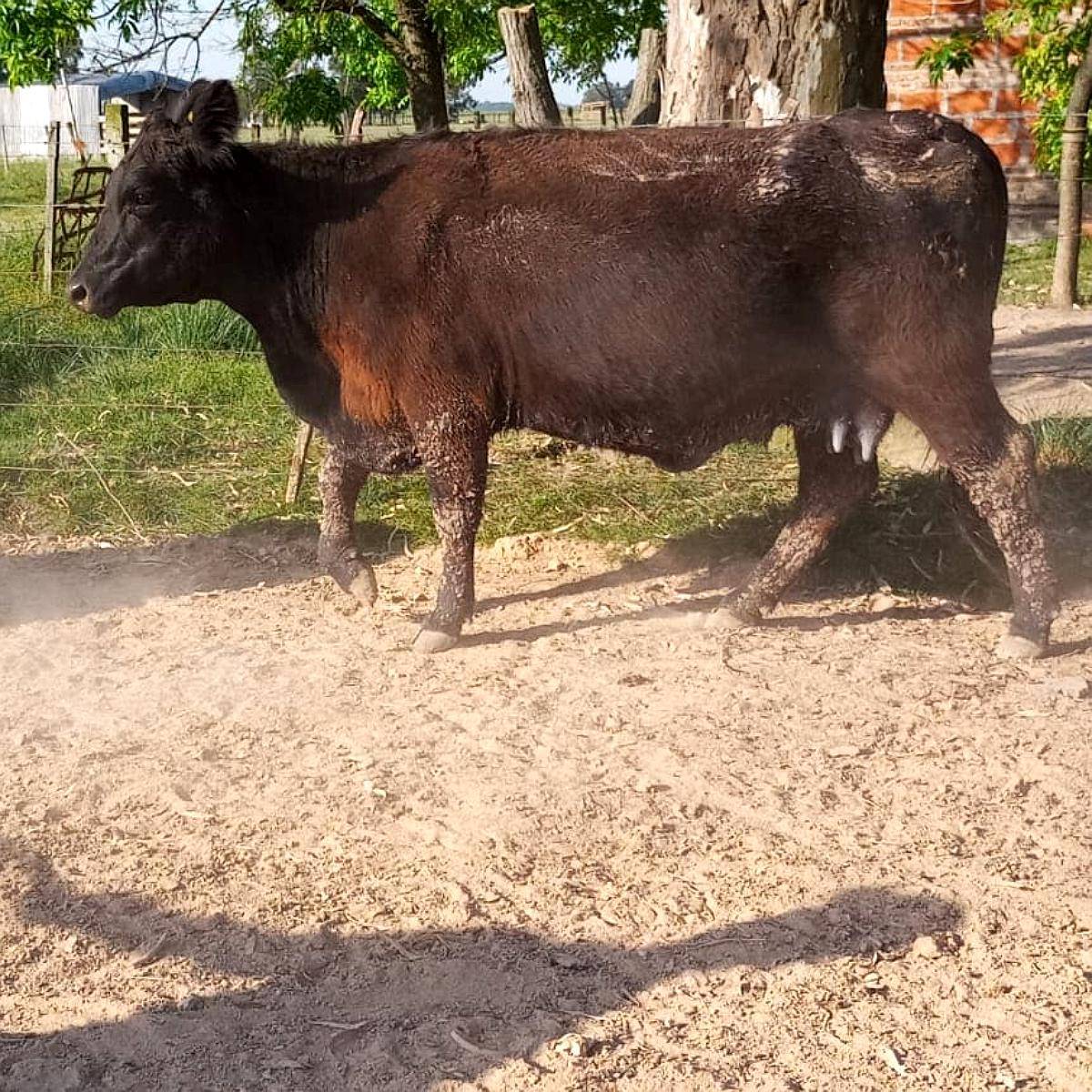 Vacas Pre ada Y Vaca Con Ternero a Agroads vacas-pre-ada-y-vaca-con-ternero-a-agroads