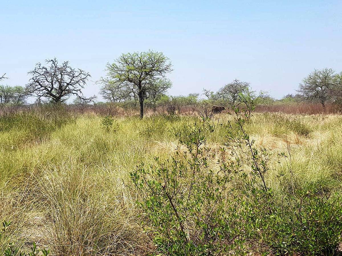 El Nochero, 9 de Julio, Santa FE - 30.000 Ha