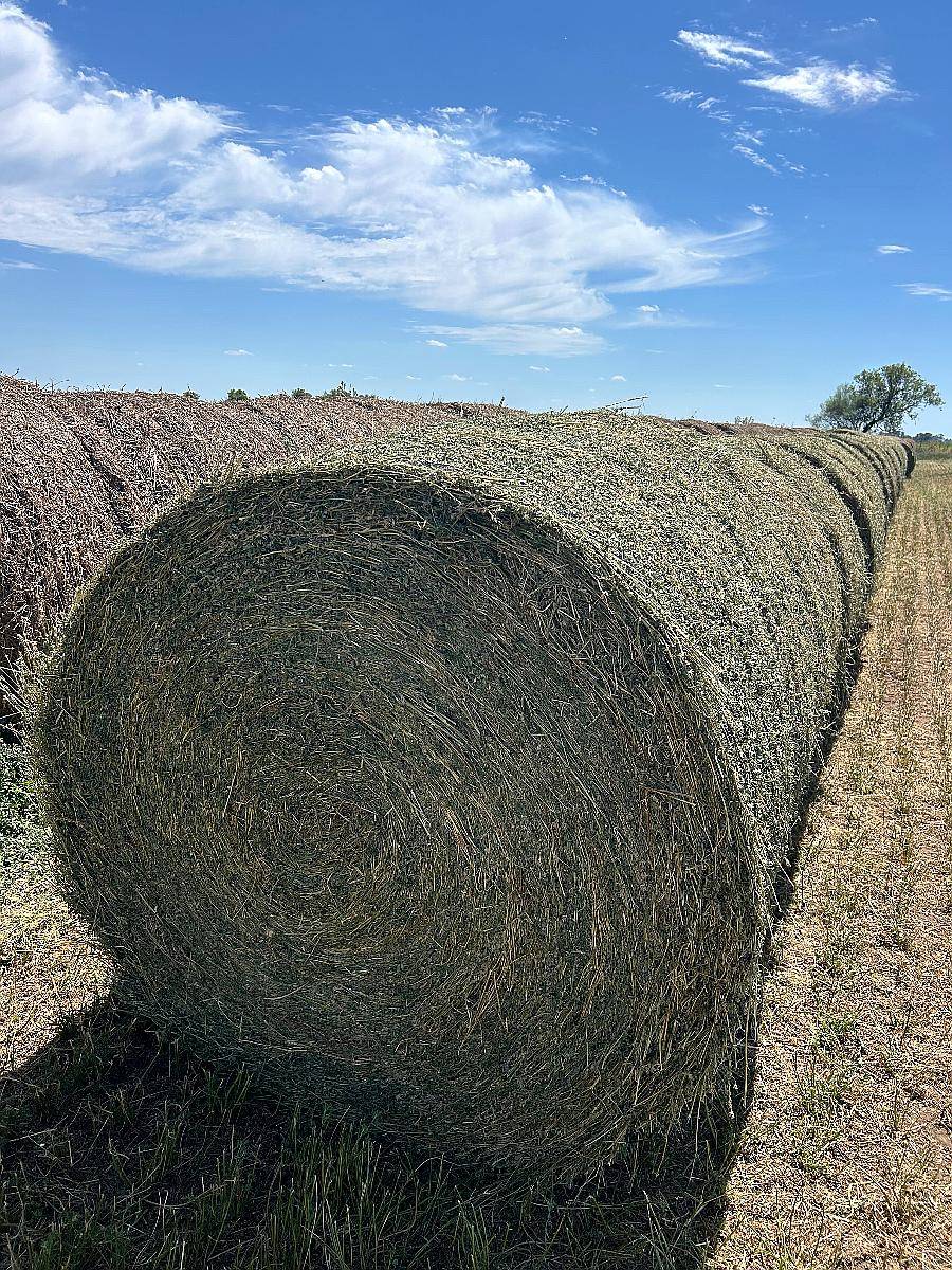 Vendo Rollos de Alfalfa
