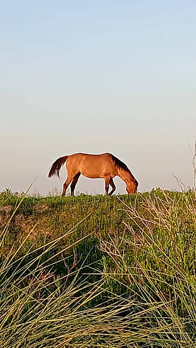 Yegua Mansa para Andar