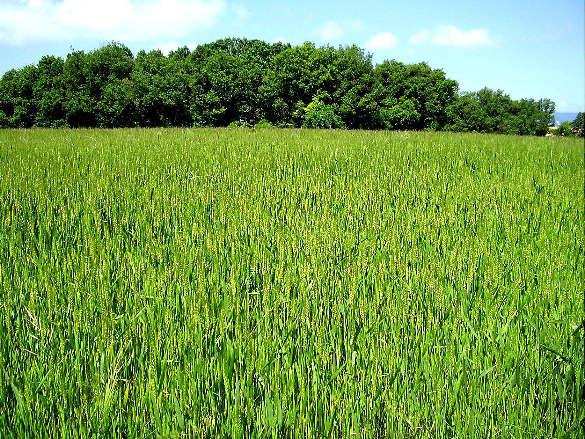 25 Ha Campo Agricola - Ruta 14 C. del Uruguay Entre Rios.