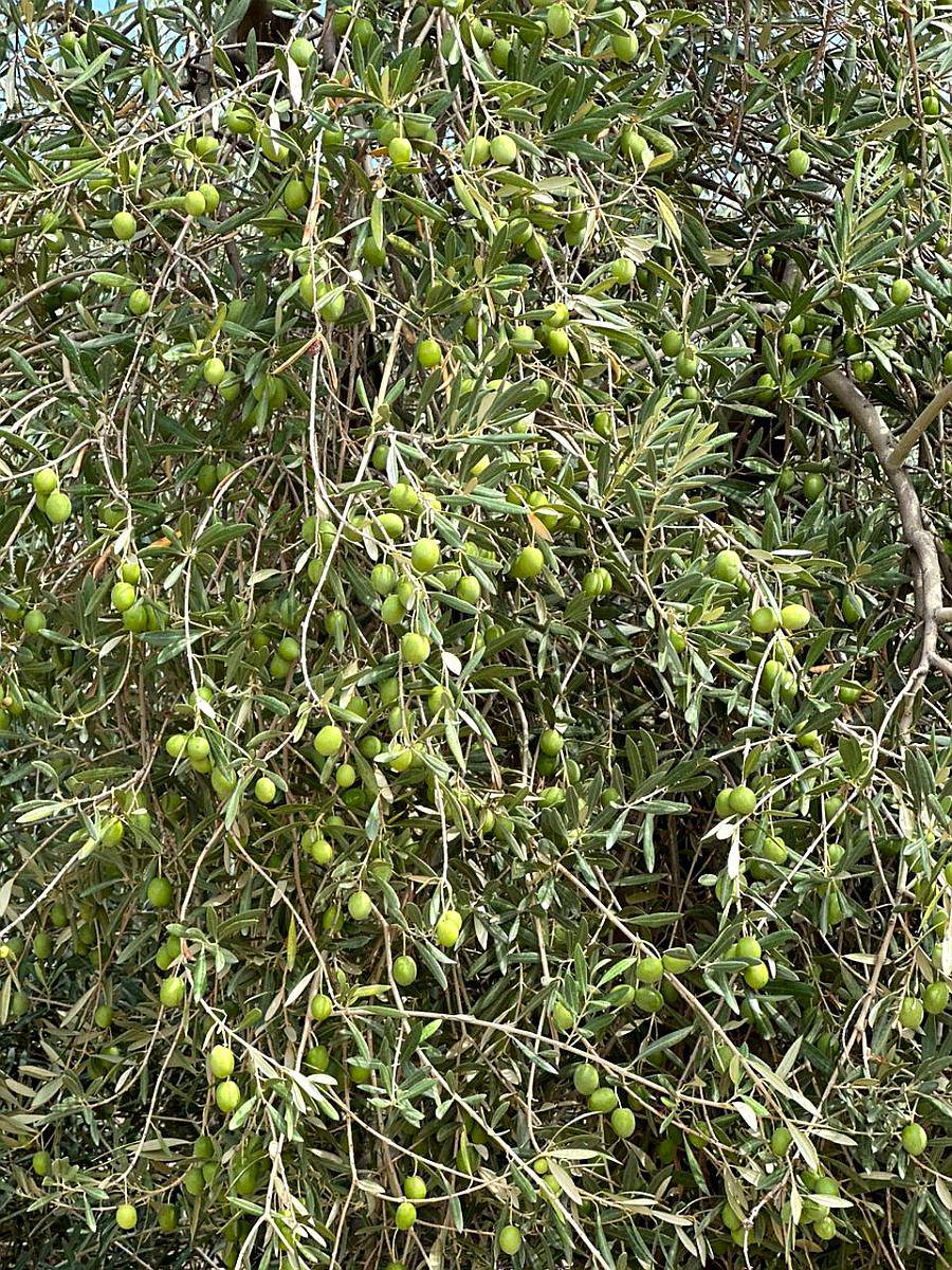 Finca en Venta 18.5has de Olivos, 3 de Mayo, Lavalle