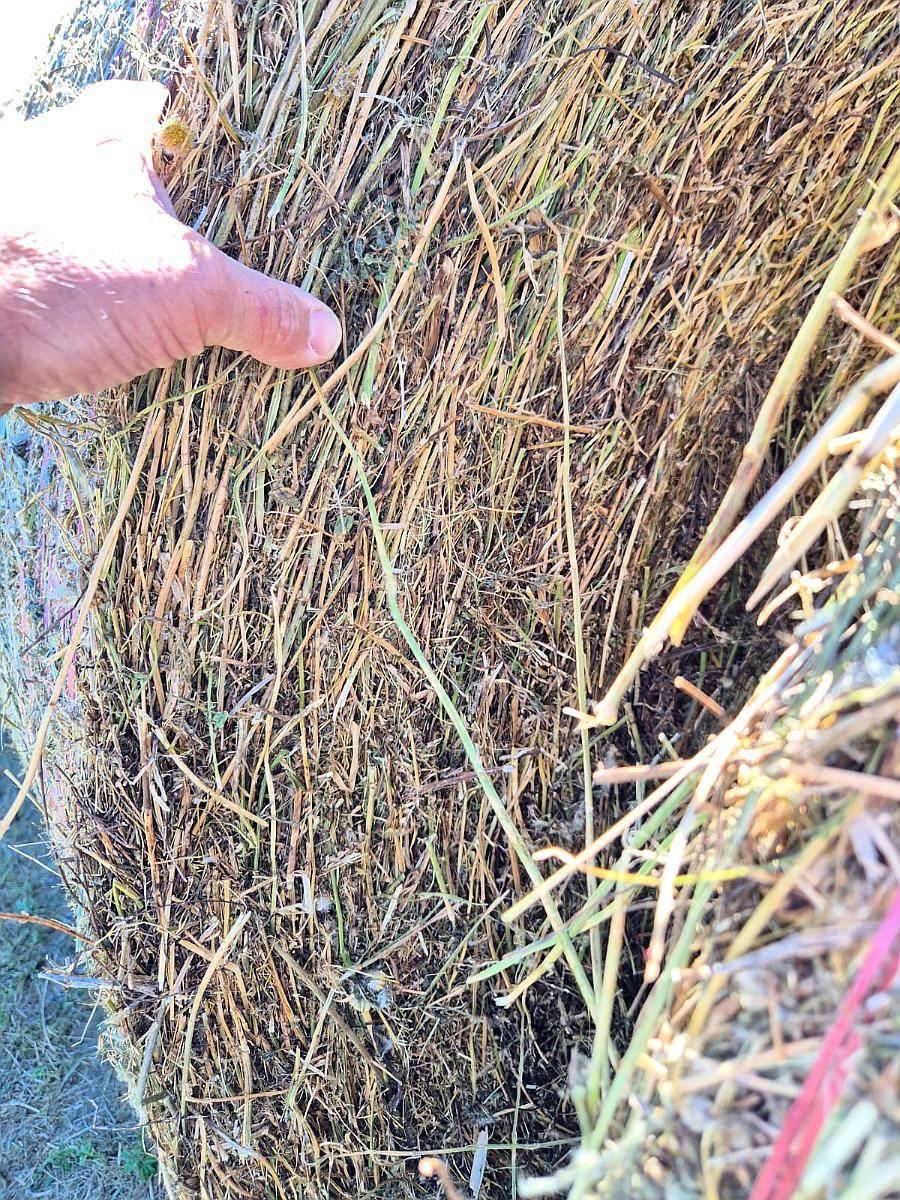 Vendo Rollos de Alfalfa