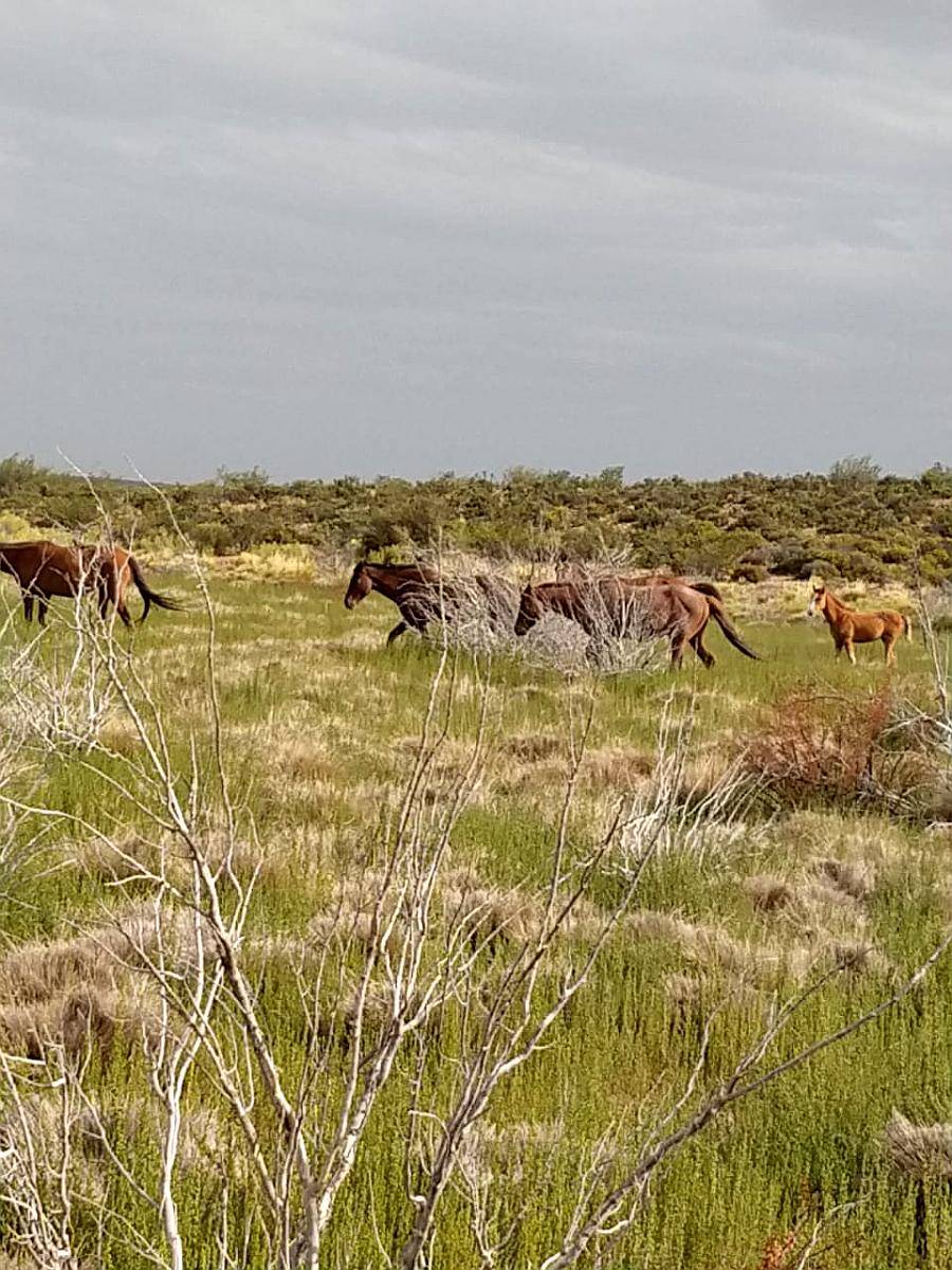 Venta Campo Chubut - Rio Negro 20.000 Hectáreas 🐄🐑
