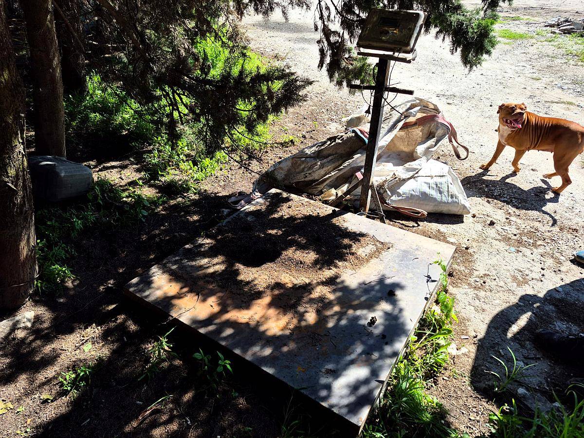 Báscula de Plataforma Digital Capacidad 5 Toneladas