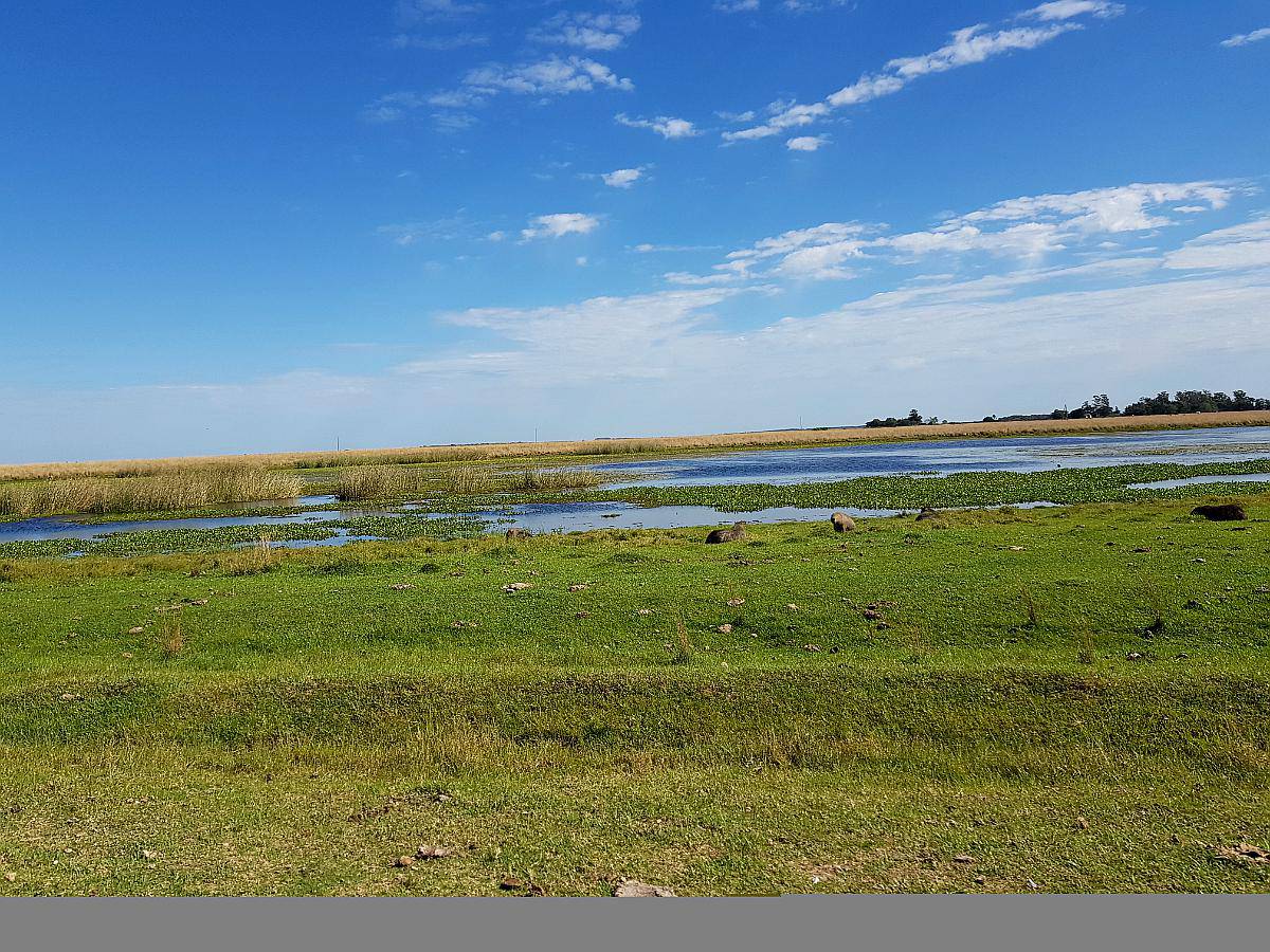 Busco Campo para Arrendar en Mercedes - Corrientes