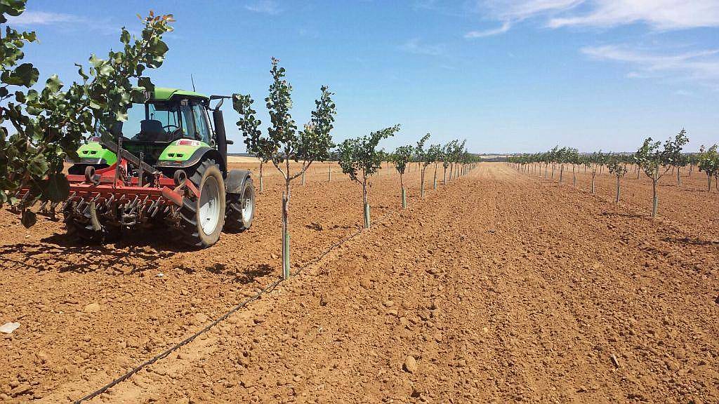 30 Ha de Pistachos en Rpoduccion
