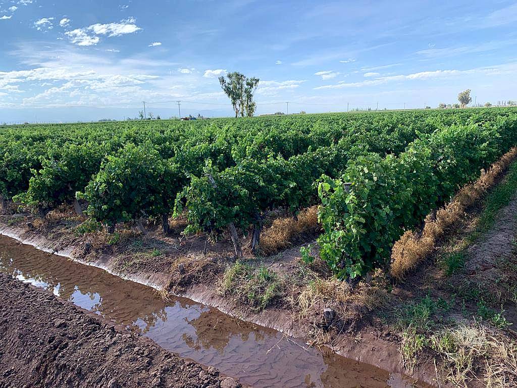 Finca Productiva en Venta 25 HA– Colonia los Álamos, Maipú