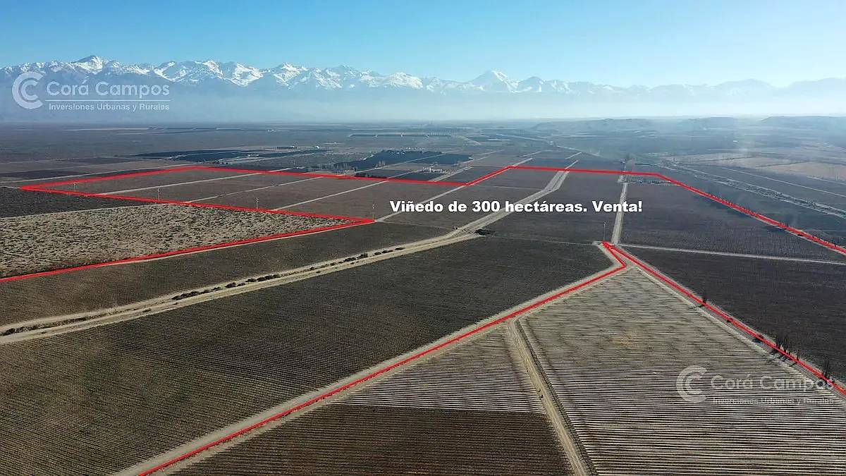 Se Vende Finca en Valle de UCO Mendoza. 300 Ha de Viñedo en