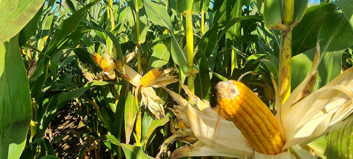 Vendo 5000 Ha Agrícolas Bandera