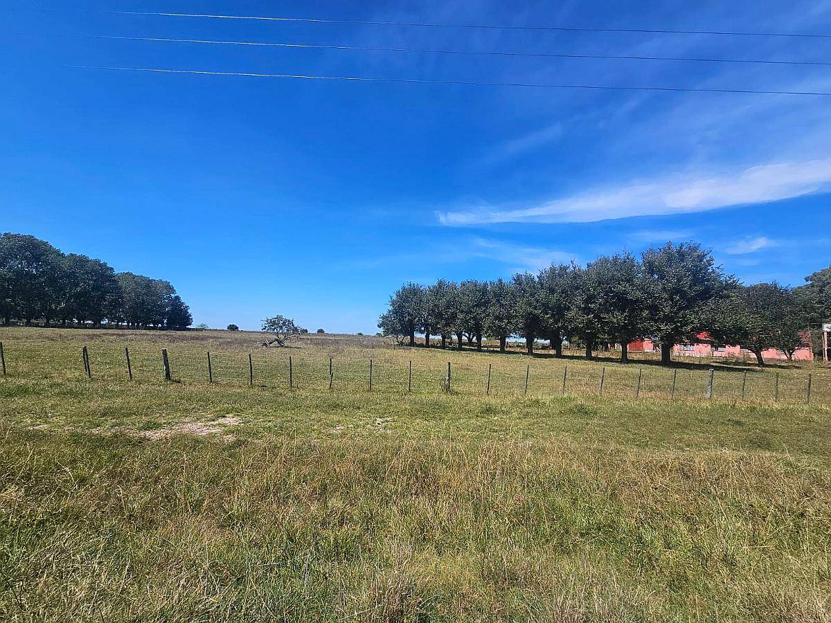 Campo Venta Casalins Pila 268ha