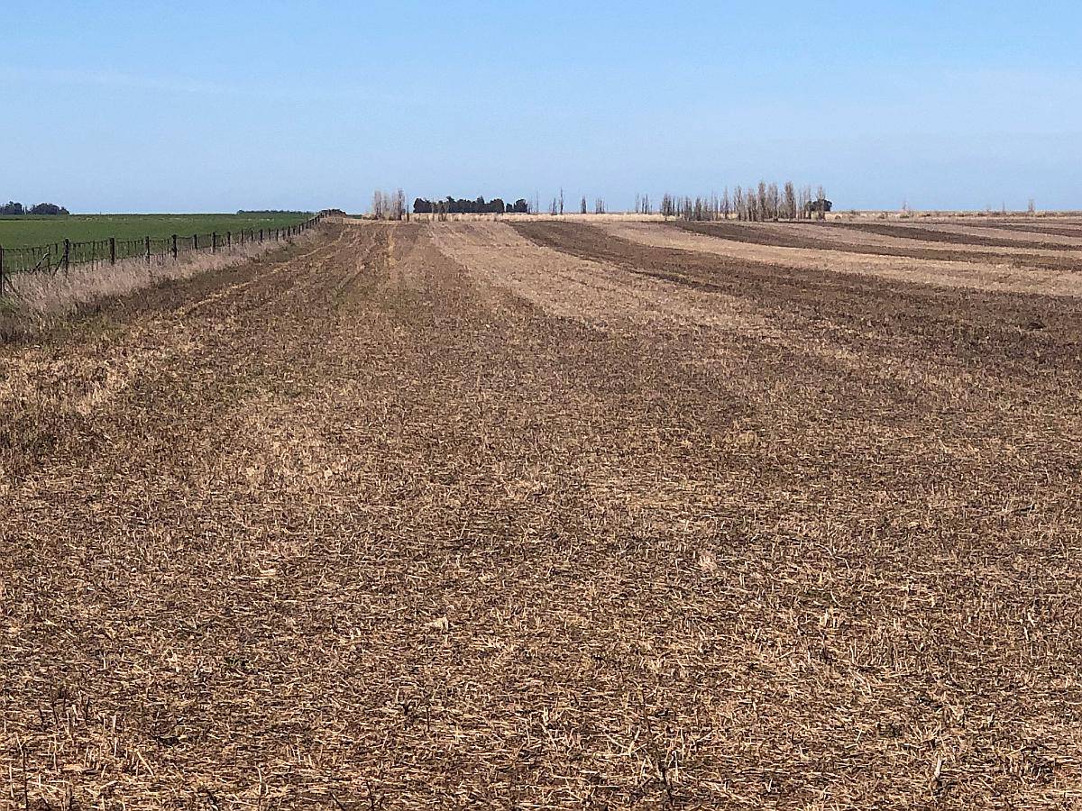 118 Has. Tres Arroyos - Agricola