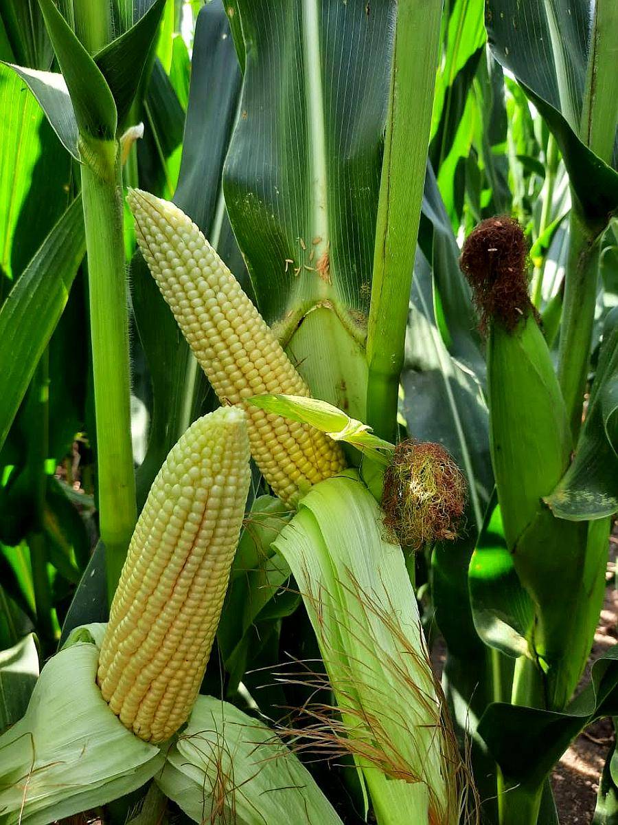 480ha en 25 de Mayo Agricolas Pcia de Bsas Soja Maiz Girasol