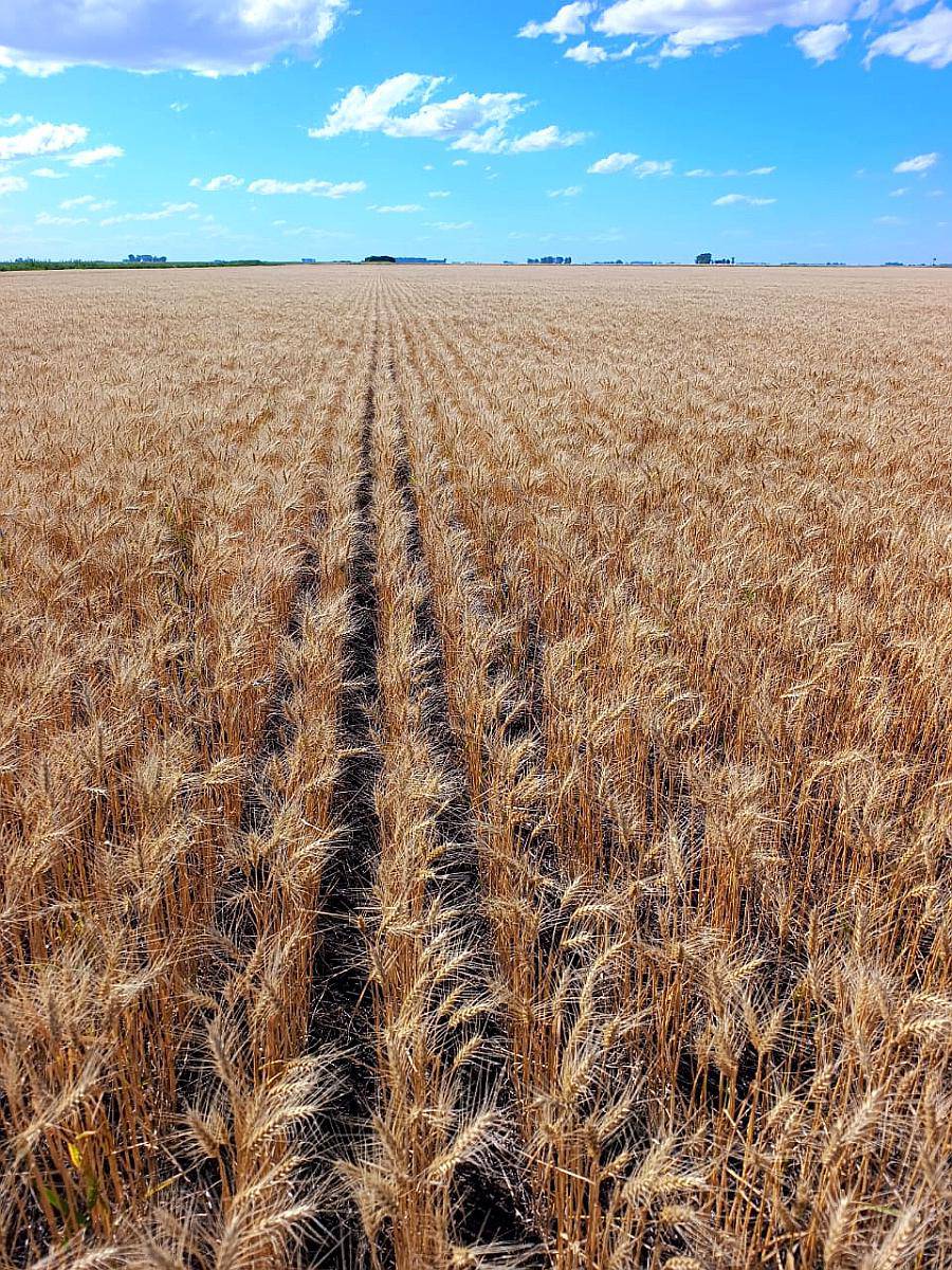 Campo en Daireaux - Buenos Aires