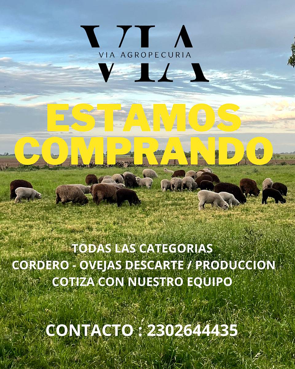 Compra de Ovinos Todas las Catg
