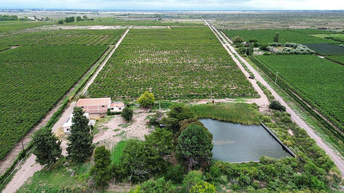 Finca de 25 Ha Chapanay, San Martin Mendoza
