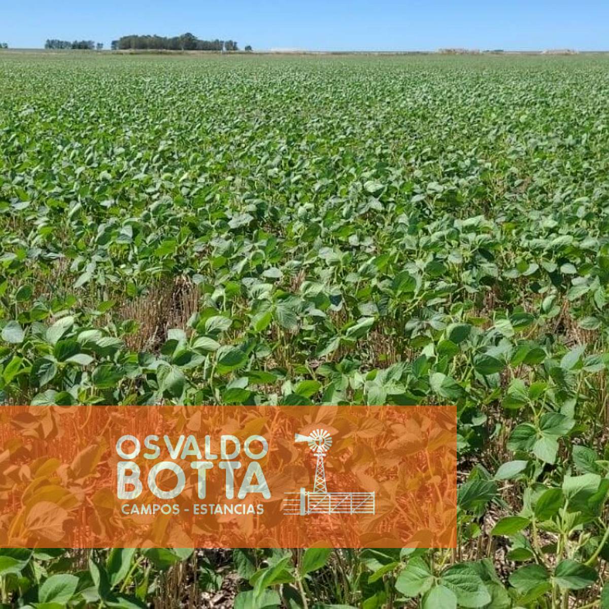 Campo Agrícola en Venta 160 Hectareas Coronel Dorrego