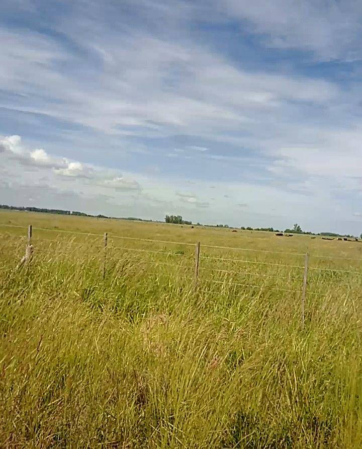 Navarro: Campo 330 Has