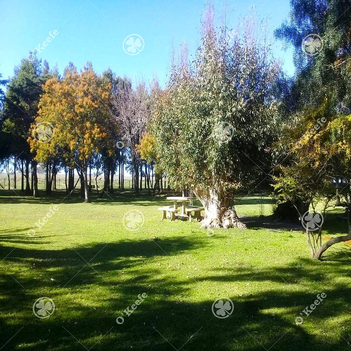 Campo en Venta 460 Has en Rauch