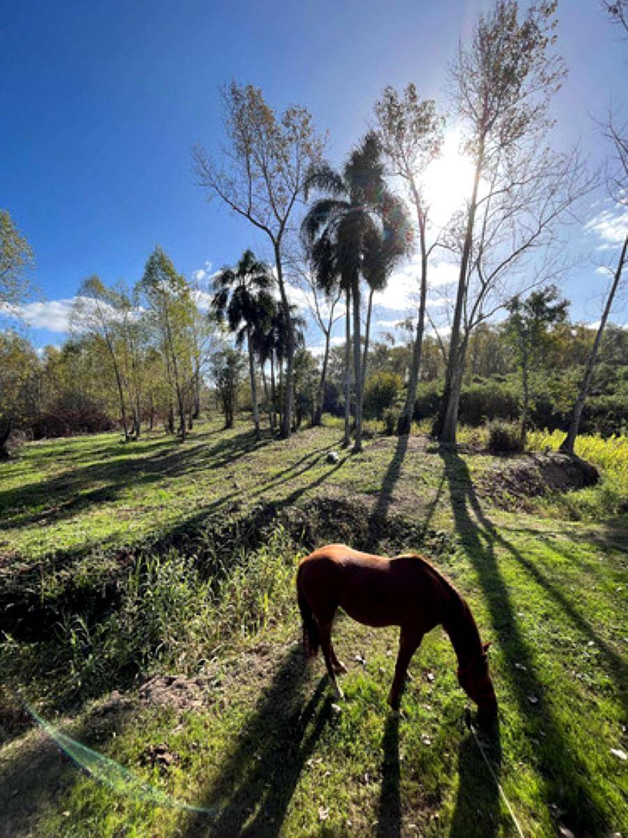 Campo Isla, en el Delta Entrerriano. Ganadero Forestal