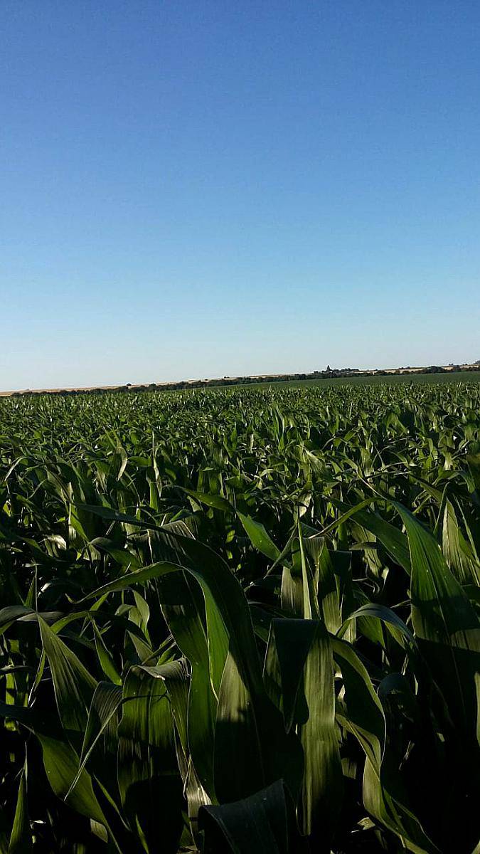 Victoria Entre Rios 580 Hectareas Agricolas. 580 hectáreas. - Agroads