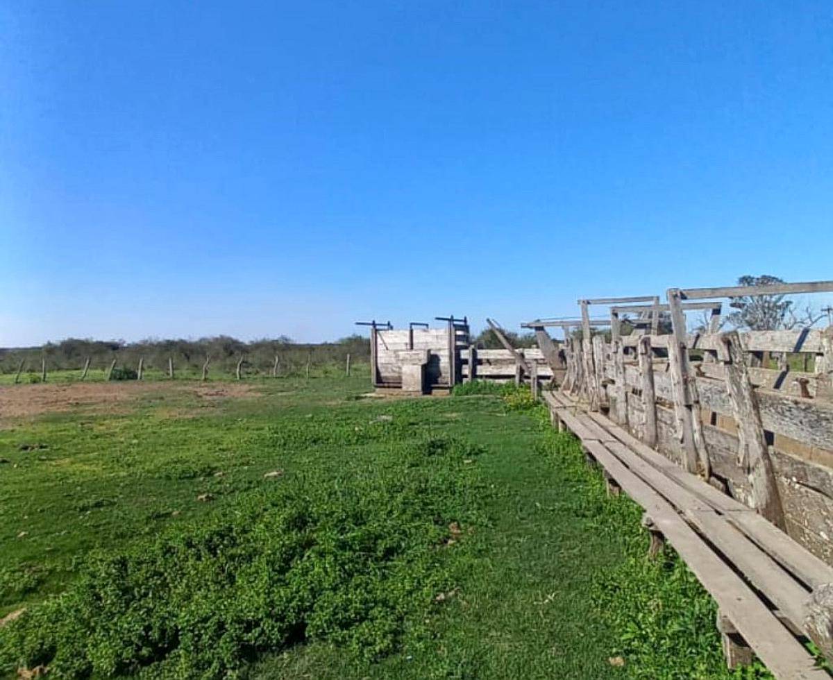 Campo Ganadero 1010 Hectareas