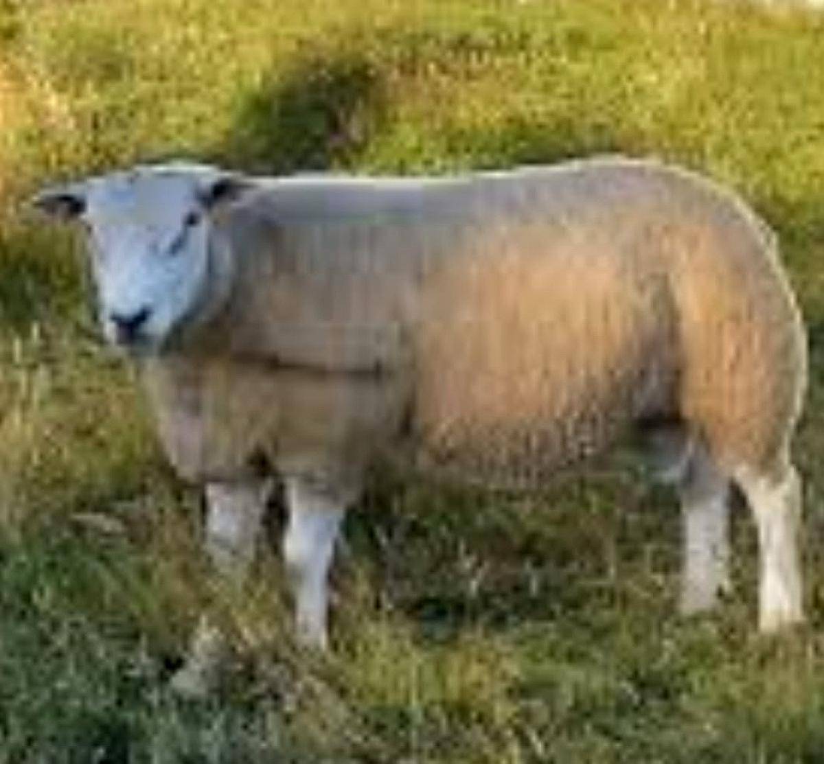 Carneros y Ovejas Texel