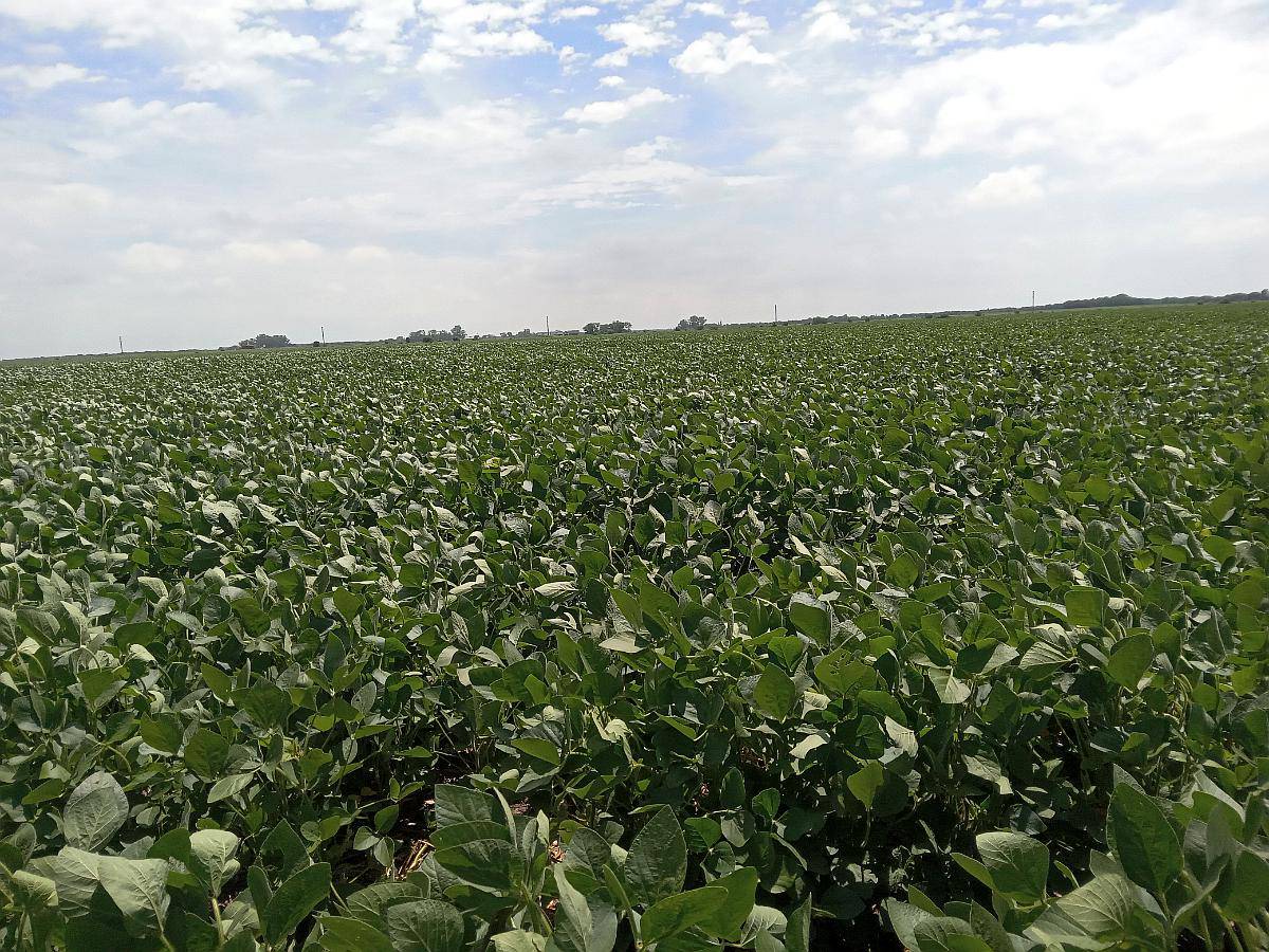 San Nicolás - Pergamino 50, 100, 150 Has Agrícolas